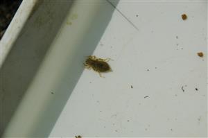 Larva Onychogomphus/Ophiogomphus z TML Leľa