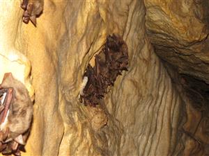 Myotis blythii a Myotis myotis