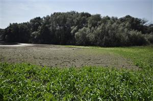 Celkový pohľad. Na miestach s dlhšie trvajúcim obnažením substrátu sa vyvíja porast ruderalizovaných bahnistých brehov - X10 s Rumex maritimus a Chenopodium rubrum