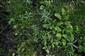 Peplis portula, Filaginella uliginosa, Rorippa palustris v poraste Eleocharis acicularis 