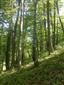 Javorovo-bukové horské lesy (10.6.2014)