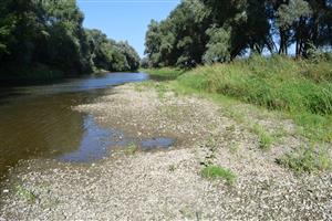 M. Kosihy Ipeľ, dolná časť TML, štrková lavica na ľavom (maďarskom) brehu rieky