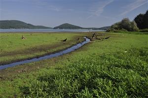 Na dlhšie obnažených častiach brehov sa rozširuje terestrické forma Persicaria amphibia