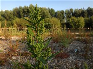 na dolnom okraji TML, Chenopodium ambrosioides