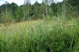 Salix rosmarinifolia v poraste