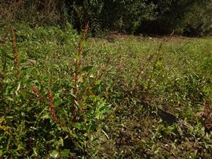 Horný orkaj TML s Chenopodium rubrum