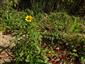 Bidens cernua