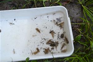 Kováčovce, Ipeľ, TML, larvy Stylurus flavipes (svetlej farby, pretiahnuté bruško)
