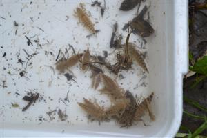 Kováčovce, Ipeľ, TML, larvy (svetlé) Stylurus flavipes