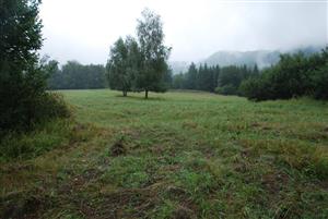 Porast je mulčovaný