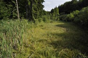 Celkový pohľad, v okrajovej časti porast Salix aurita a Typha latifolia