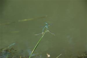 Kopulačné spojenie šidielka ploskonohého (Platycnemis pennipes)