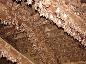 časť kolónie Mmyo/bly