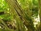 čerstvý výletový otvor na polámanom zemoleze Lonicera nigra