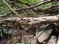 staršie pobytové znaky druhu na starom uhynutom kríku Lonicera nigra