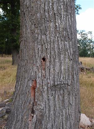 výletový otvor Cerambyx cerdo, na lokalite sú žial z času na čas vyťažené viac napadnuté stromy