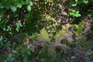 Leucobryum