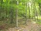 fuzáč alpský (31.7.2015)