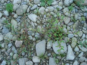 Detail charakteristických druhov biotopu Br5 Chenopodium glaucum a Persicaria hydropiper na obnažených sedimentoch v koryte rieky Poprad.