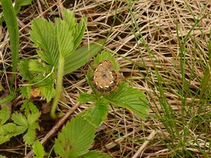 húsenica Euplagia quadripunctaria