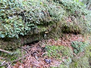 portrét Buxbaumia viridis