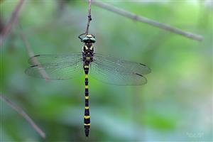 Cordulegaster heros ♂