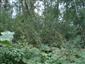 Pohľad do porastu Salix elaeagnos na rieke Poprad.