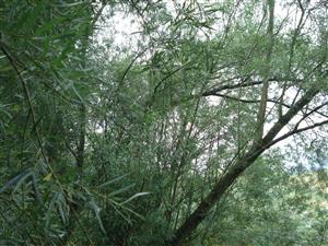 Porast so Salix elaeagnos na hornom toku rieky Poprad.