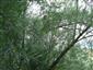 Porast so Salix elaeagnos na hornom toku rieky Poprad.