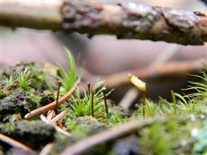 Buxbaumia viridis