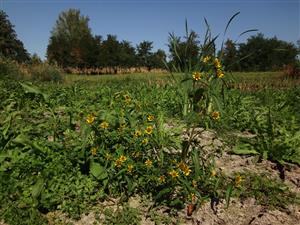jediné misto kde býva časť roka celkom dosť vody je kúsok za hranicami TML, ale ani tma nič nebolo iba biotop Br5