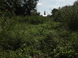 Predieranie sa porastmi Phragmites ma priviedlo v ploche TML oba na túto väčšiu otvorená plochu, kde však hľadaný biotop nebol prítomný