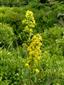 Solidago virgaurea