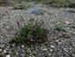 Pionierske porasty na plytkých karbonátových a bázických substrátoch zväzu Alysso-Sedion albi (7.8.2015)