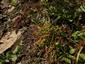 Lindernia