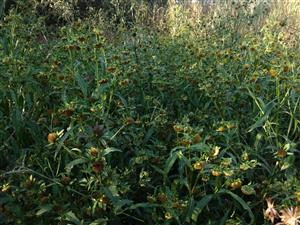 Bidens cernua