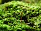 portrét Buxbaumia viridis na lokalitě