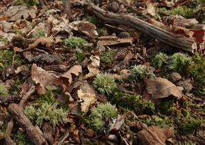 Leucobryum glaucum