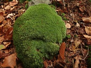 leucobryum
