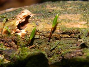 Buxbaumia viridis