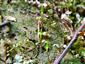 Buxbaumia viridis
