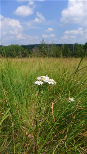 Achillea ptarmica