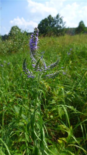 Pseudolysimachion longifolium