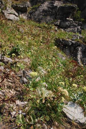 Pioniersky porast so Sedum album, S.maximum a Allium montanum