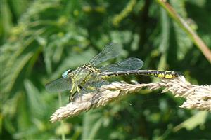 Stylurus flavipes