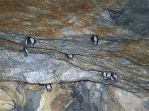 netopiere obyčajné v zimovisku