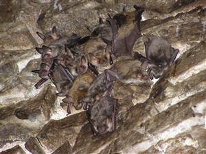 zvyšok kolónie v podkroví kostola