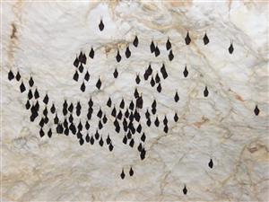 hlavna cast zimujucich Rhip