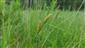 Carex lasiocarpa
