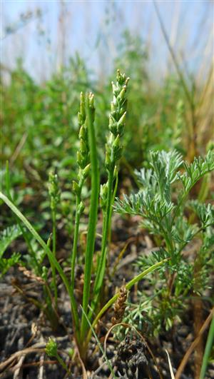 Plantago tenuiflora